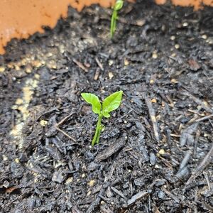 Green Seedling in Soil🍋🌱
